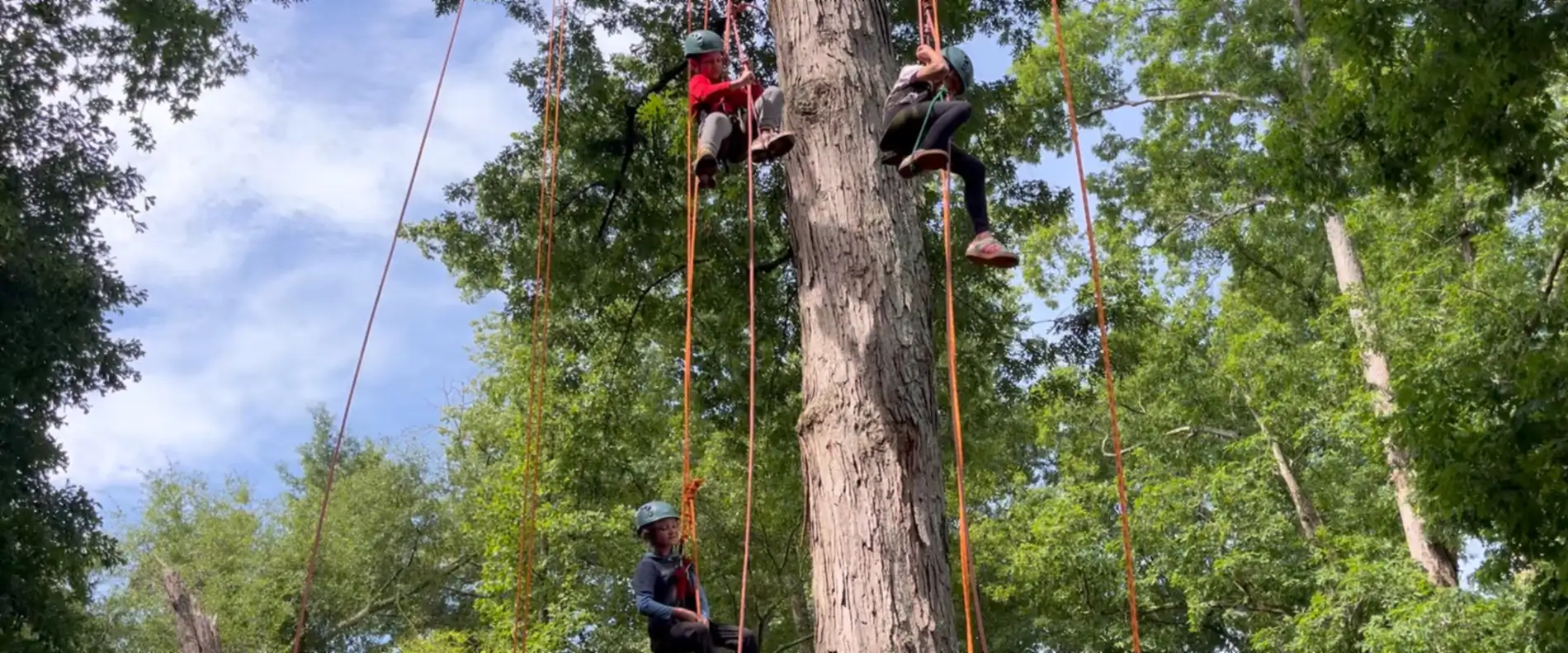 Campers in climbing helmets and harnesses on ropes high up the trunk of a large hardwood